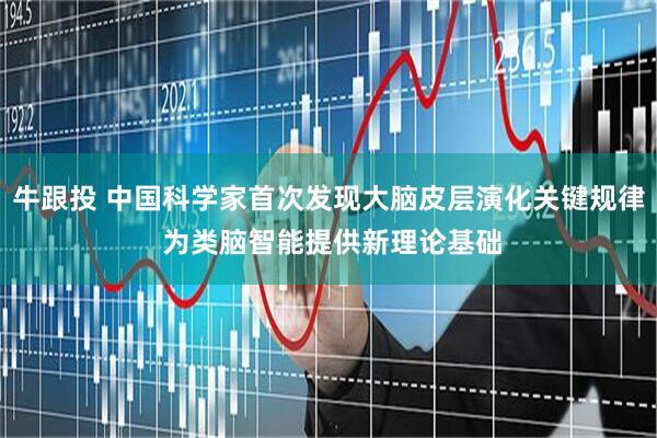 牛跟投 中国科学家首次发现大脑皮层演化关键规律 为类脑智能提供新理论基础